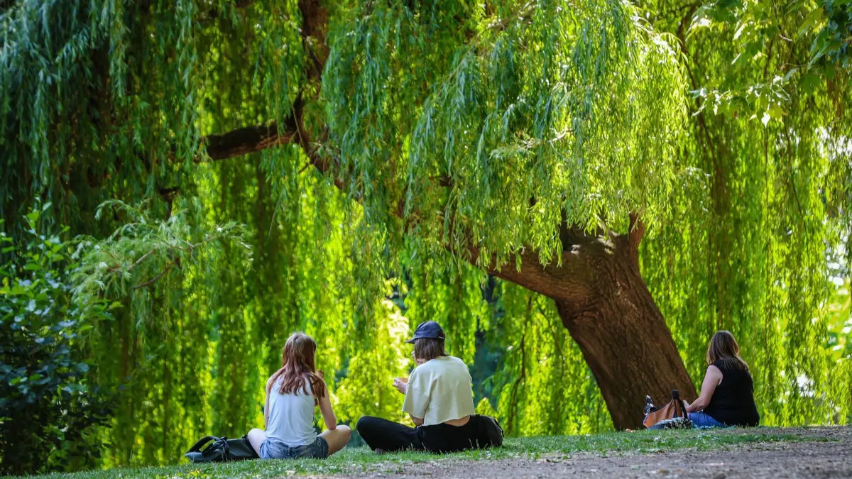 Sommerwetter in Baden-Württemberg: 21.06.2024, Baden-Württemberg, Tübingen: Menschen genießen das Sommerwetter unter dem Schatten von Bäumen. Die Menschen im Land können sich auf ein sonniges Sommerwochenende mit Temperaturen bis zu 37 Grad am Sonntag freuen. Foto: Christoph Schmidt/dpa +++ dpa-Bildfunk +++