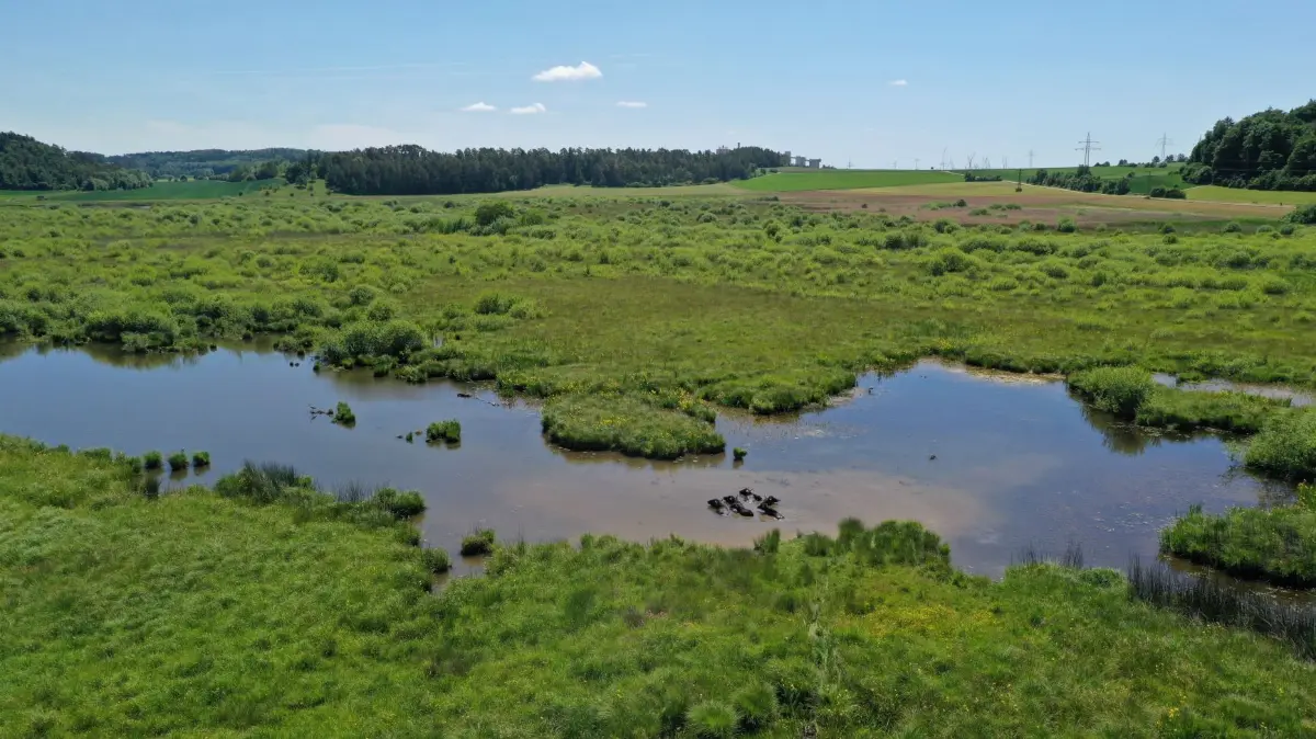 Aus der Vogelperspektive: Das Naturschutzgebiet Schmiechener See beim Schelklinger Teilort Schmiechen. Seit 2012 weiden hier Wasserbüffel.