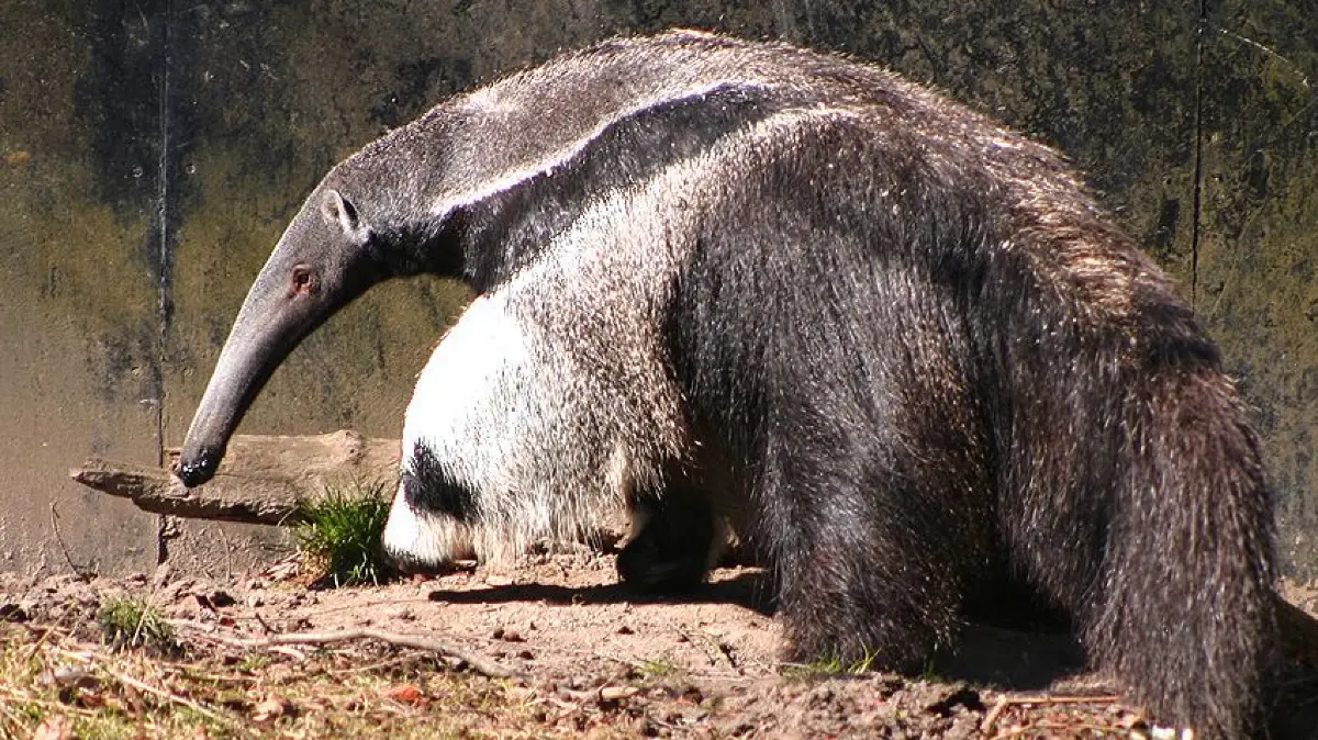 Sehr lange Nase: Der Ameisenbär, hier im Kopenhagener Zoo.