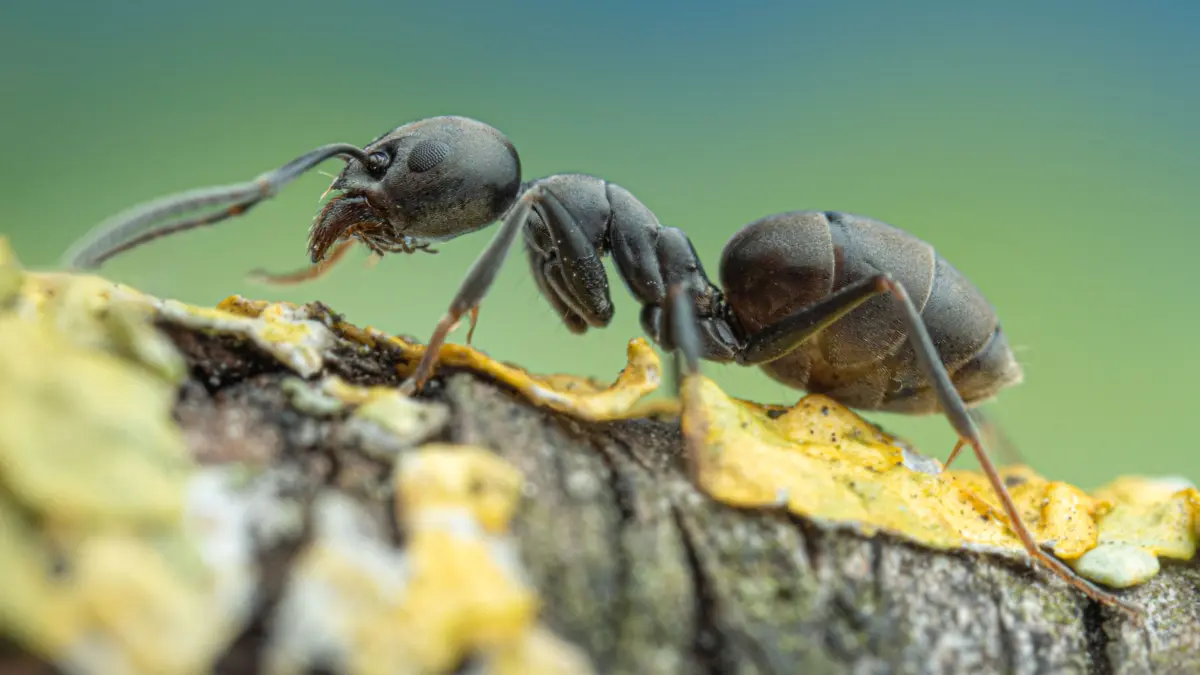Invasive Ameisen der Art Tapinoma magnum - Foto: Aron Bellersheim vom Naturkundemuseum Stuttgart. Verwendung des Bildmaterials nur mit Nennung des Copyright/Urhebervermerks: SMNS, A. Bellersheim