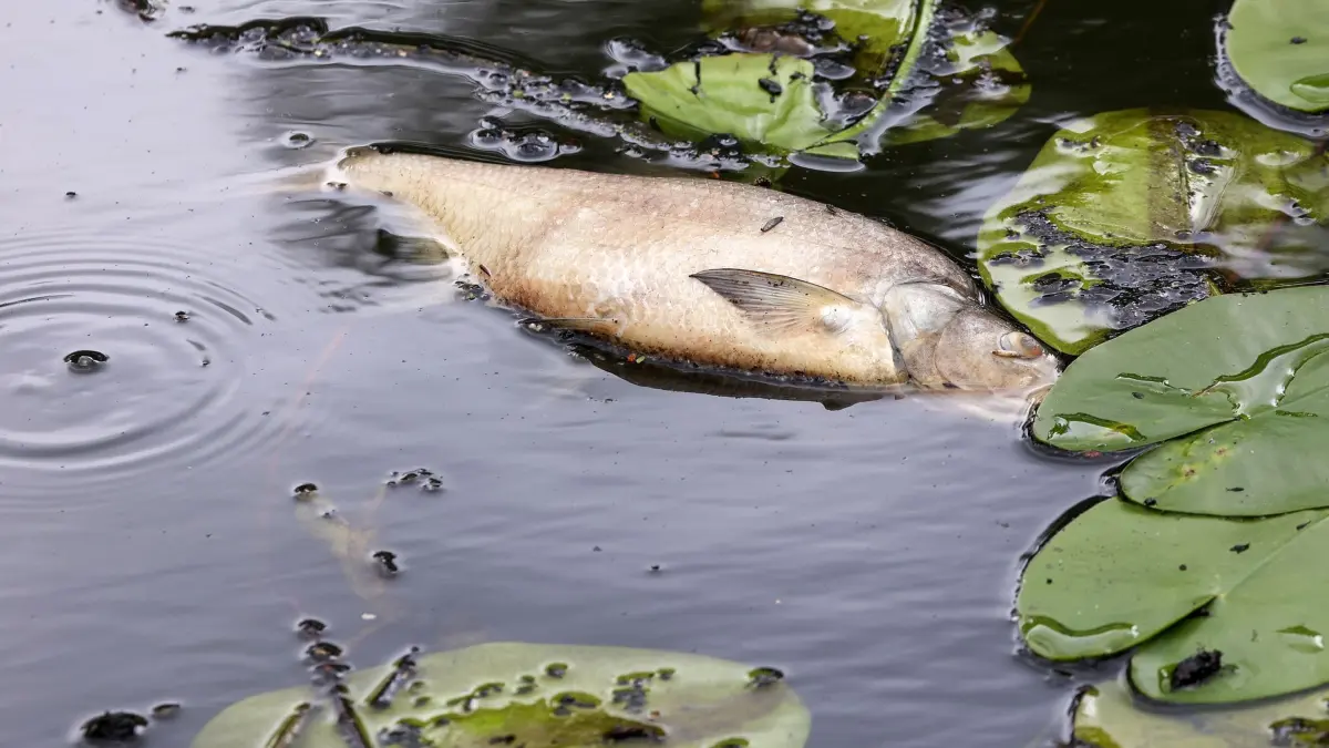 Fischsterben in Hamburg: ARCHIV - 02.07.2024, Hamburg: Ein toter Fisch schwimmt im Osterbekkanal. Nach Angaben der Umweltbehörde sind zahlreiche Fische wegen Sauerstoffmangels in Hamburger Gewässern verendet. (zu dpa: «Umweltverbände befürchten Fischsterben im Hamburger Hafen») Foto: Bodo Marks/dpa +++ dpa-Bildfunk +++