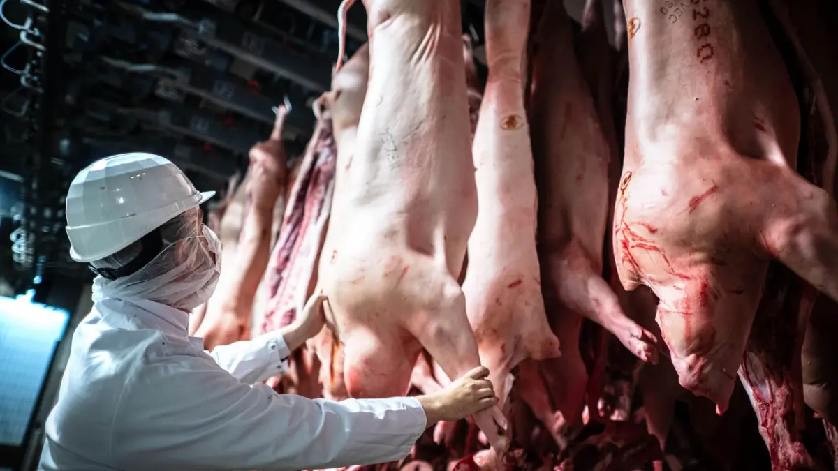 Urteil im Prozess um heimliche Videos vom Schlachthof: 16.07.2025, Niedersachsen, Lohne: Zerlegte Schweine hängen im Kühlhaus vom Schlachthof Brand Qualitätsfleisch. Zwei Aktivisten waren im Frühjahr 2024 in den Betrieb in Lohne (Landkreis Vechta) eingedrungen und machten Aufnahmen von der Betäubung von Schweinen. Sie begingen Hausfriedensbruch und müssen dafür zahlen, urteilte das Landgericht Oldenburg. Foto: Sina Schuldt/dpa +++ dpa-Bildfunk +++