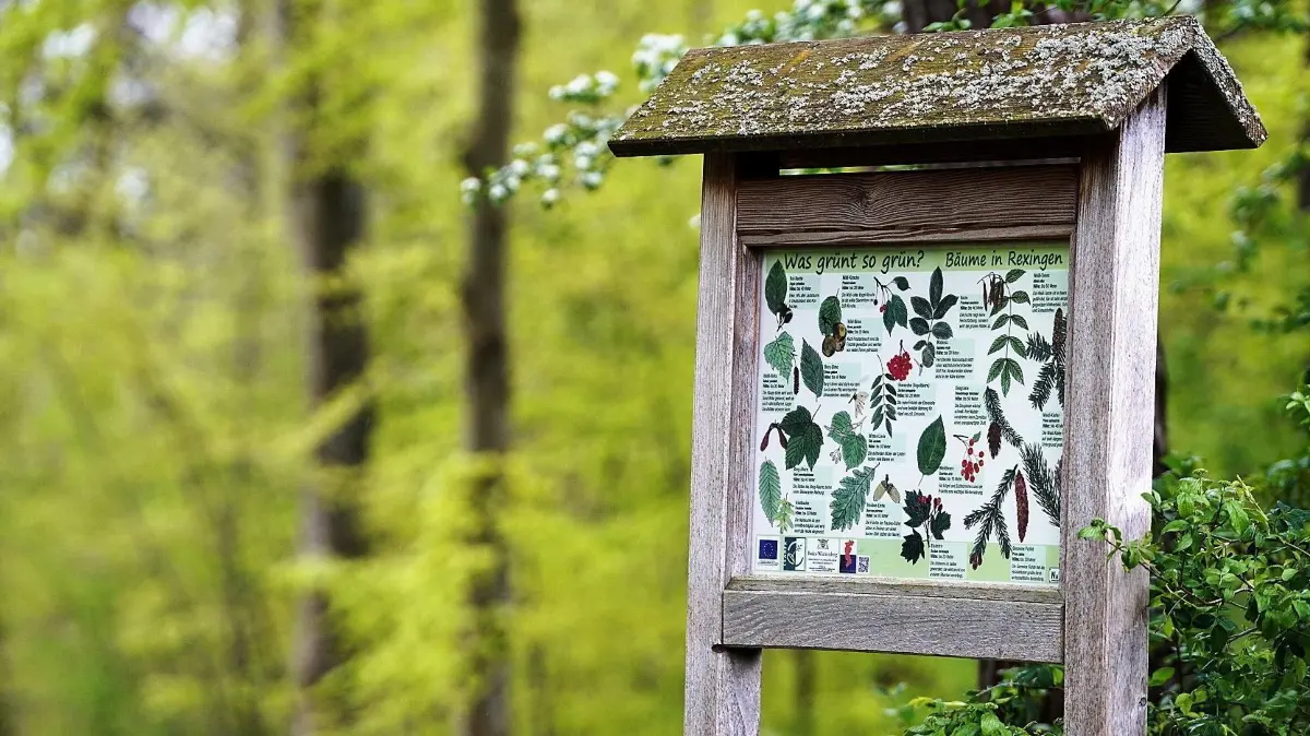 Rexinger Wald: Vorsicht: Dieses Foto ist möglicherweise nur für den einstigen Verlag Schwäbisches Tagblatt verwendbar. Themenwege Rexingen 16.4.2024.Bild: Karl-Heinz Kuball