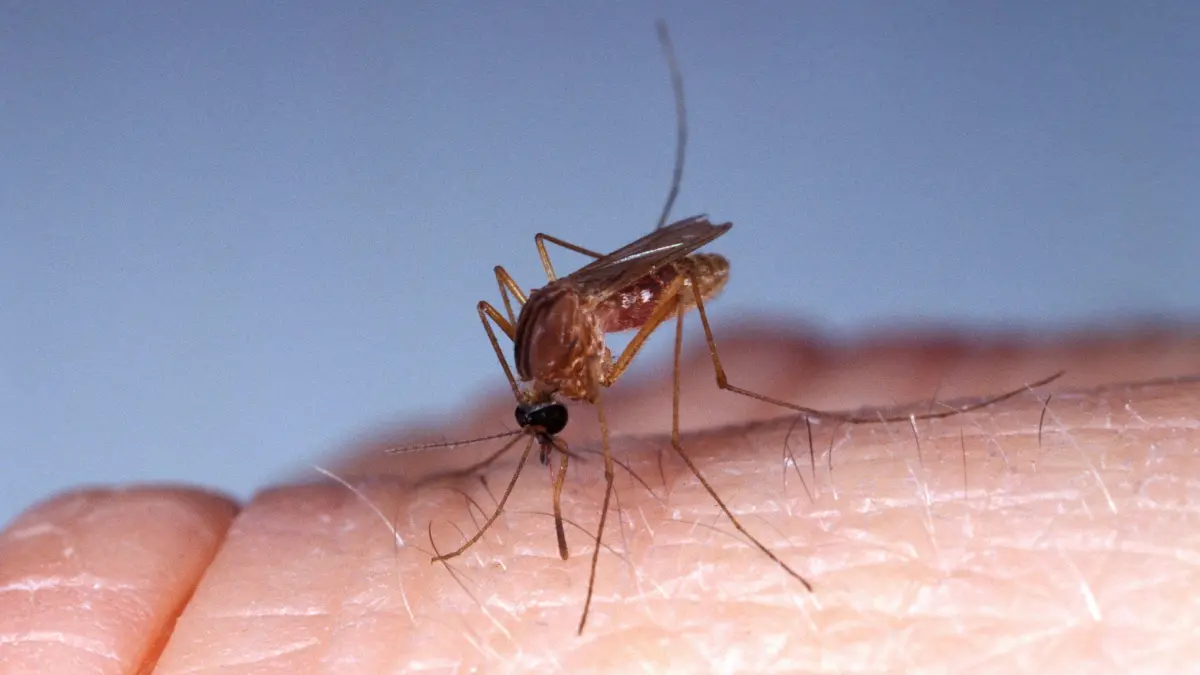 Ein Südliche Hausmücke (culex quinquefasciatus) hat es sich auf einem menschlichen Finger gemütlich gemacht und versucht Blut abzuzapfen.