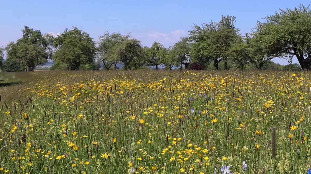 Anlass des Streits zwischen NABU und Gemeinde Rottenacker: die Blumenwiese auf der Schwärze, die zu Bauland werden soll. Jetzt gibt es einen Kompromiss.