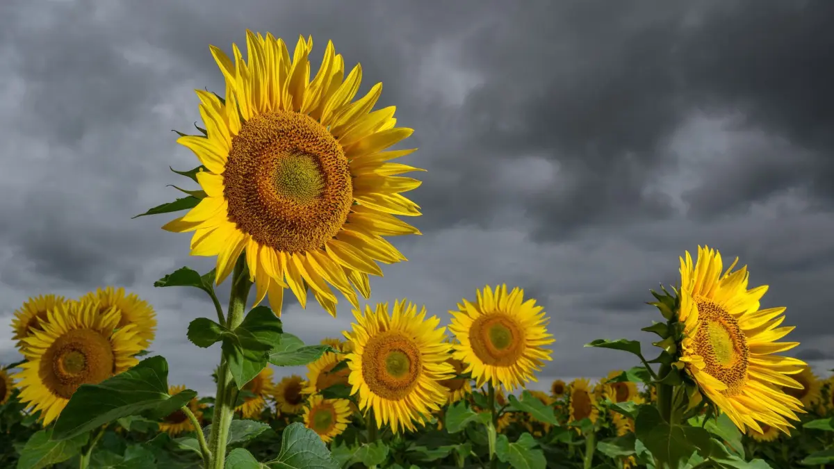 Sonnenblumen vor dunklen Regenwolken - Wetter: ARCHIV - 07.07.2025, Brandenburg, Jacobsdorf: Sonnenblumen blühen auf einem Feld, während dunkle Regenwolken über die Landschaft ziehen.
(zu dpa: «Wetterdienst sagt weiterhin Schauer und Gewitter voraus») Foto: Patrick Pleul/dpa +++ dpa-Bildfunk +++