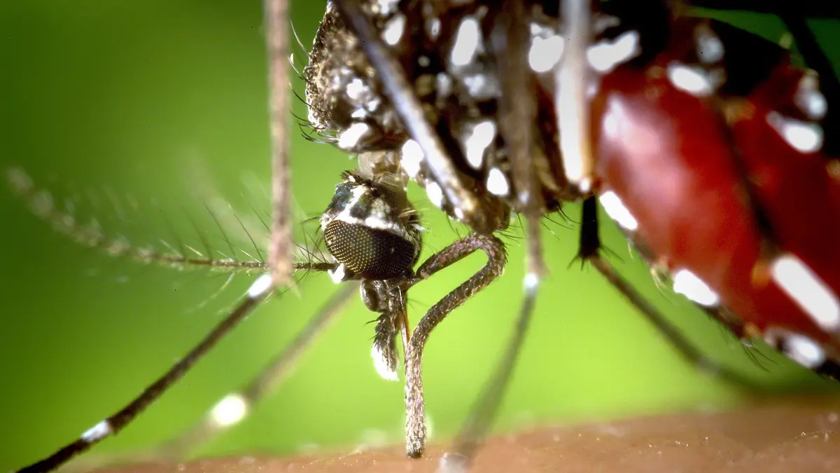 HANDOUT - Eine weibliche Asiatische Tigermücke (Aedes albopictus), aufgenommen im Jahr 2002. Photo: James Gathany/Centers for Disease Control/dpa (ACHTUNG: Nur zur redaktionellen Verwendung bei vollständiger Nennung der Quelle «James Gathany/Centers for Disease Control/dpa») (zu dpa "Mexiko gibt Impfstoff gegen Dengue-Fieber frei") +++(c) dpa - Bildfunk+++