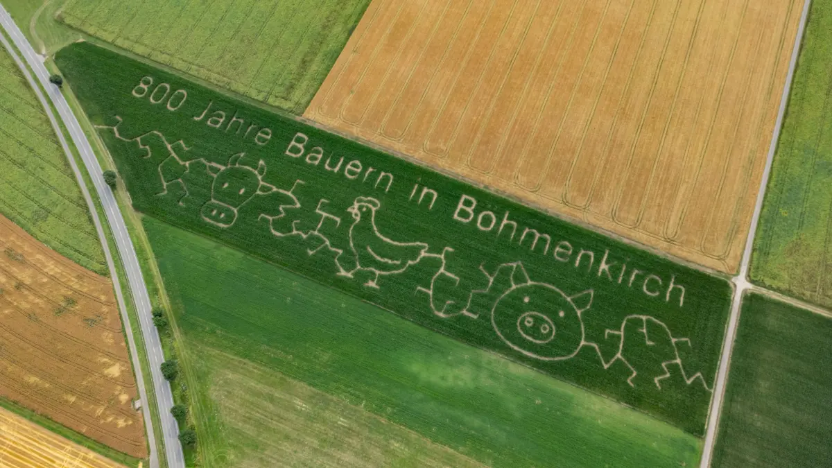 Maisfeldlabyrinth, Maislabyrinth bei Böhmenkirch. Drohnenaufnahme.
