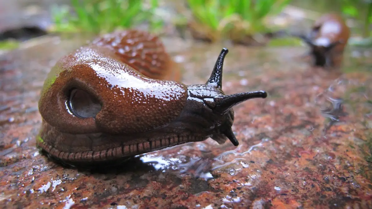 Spanische Wegschnecke (Arion vulgaris) in einem Garten: ARCHIV - Die Spanische Wegschnecke liebt feuchtes Wetter und frisst so gut wie alles. (zu dpa: «So werden Sie Schnecken im Garten los») Foto: Karl-Josef Hildenbrand/dpa/dpa-tmn - Honorarfrei nur für Bezieher des dpa-Themendienstes +++ dpa-Themendienst +++