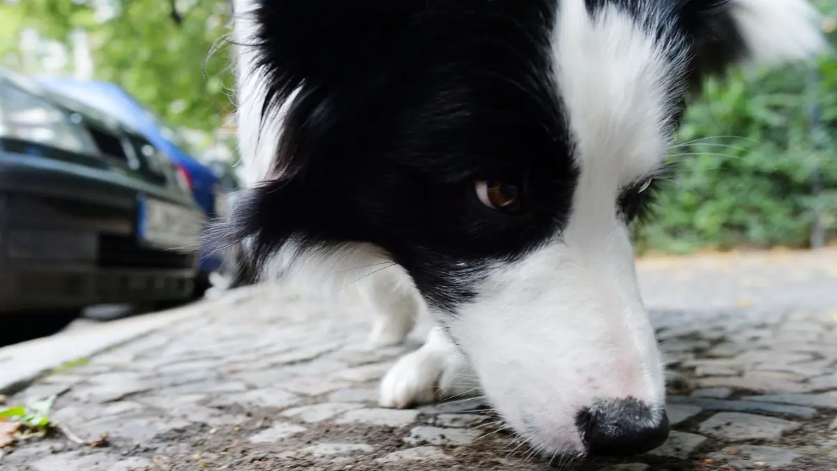 Hundebesitzer in Donaueschingen werden gewarnt: ein Unbekannter hat hier Giftköder ausgelegt. (Symbol)