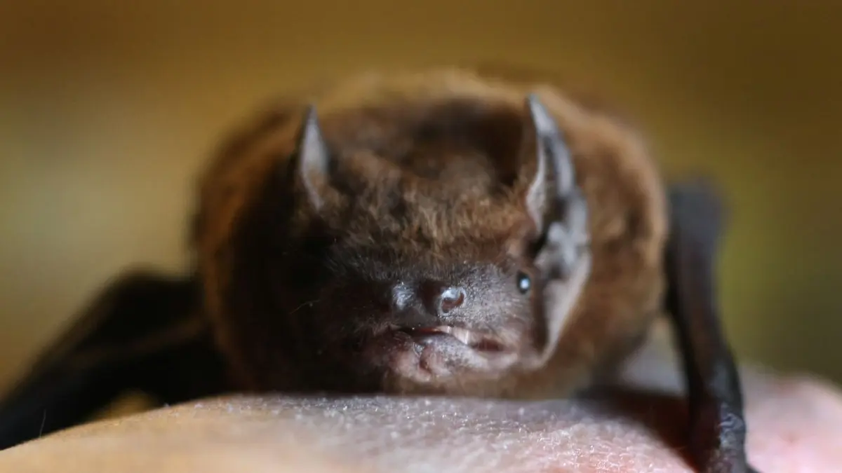 ARCHIV - 16.04.2012, Bayern, Winterrieden: ARCHIV - Eine Zwergfledermaus sitzt auf einem Handrücken. (zu dpa: «Fledermaus in der Wohnung? Nabu berät zu richtigem Umgang») Foto: Karl-Josef Hildenbrand/dpa +++ dpa-Bildfunk +++