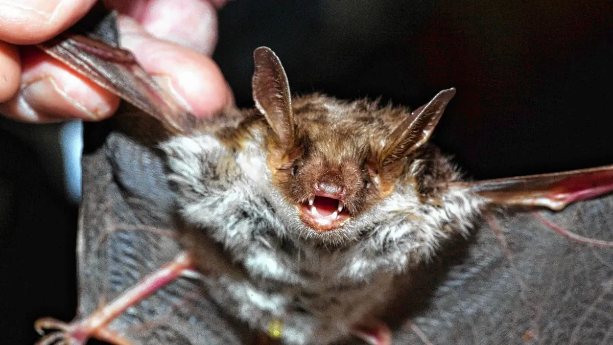 Ein Fledermausexperte liest am Freitag (15.01.2010) im Kellergewölbe der alten Brauerei in Frankfurt (Oder) bei einer Fledermaus die Ringnummer ab, was das Tier freilich gar nicht mag. Ausgerüstet mit Lampen, Leitern, Spiegeln und Schreibblock steigen jährlich Mitte Januar Naturschützer in Frankfurt (Oder) in die Gewölbe des einstigen Brauereikellers hinab. Wurden im Jahr 1987 gerade einmal 150 Tiere gezählt, so ist die Zahl der Fledermäuse, die hier überwintern, auf etwa 2.000 angestiegen. 12 Arten schlafen in den unter Schutz stehenden Kellergewölben. Vor allem das Große Mausohr, aber auch Bechstein- oder Mopsfledermäuse warten dort den Winter ab. Das geschützte Areal gilt als eines der bedeutendsten Überwinterungsquartiere für diese Säuger in Deutschland. Foto: Patrick Pleul dpa/lbn +++(c) dpa - Bildfunk+++
