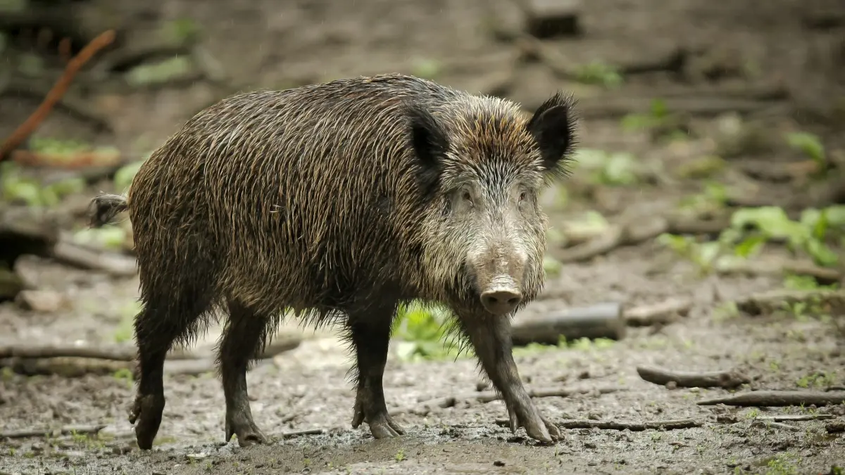 Wildschwein