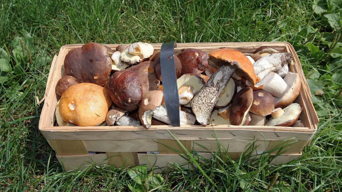 Sicher durch die Pilzsaison: Korb mit gesammelten Speisepilzen (Themenfoto). Die Pilzsaison hat begonnen. Pfifferlinge und Steinpilze wachsen schon. Wer sich auf die Suche nach Pilzen macht, sollte jedoch genau hinschauen. Pilz-Sachverstaendige geben Tipps, worauf beim Pilzesammeln geachtet werden muss. (Siehe epd-Bericht vom 13.08.2025) *** Local Caption *** 00088006