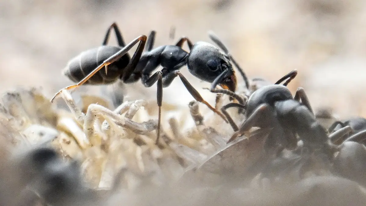 Ameisenplage in Schutterwald: PRODUKTION - 31.03.2025, Baden-Württemberg, Schutterwald: Am Bordstein einer Strasse krabbeln Ameisen der als invasiv geltenden Ameisenart Tapinoma magnum. (zu dpa: «Gel gegen aggressive Ameisen - Erste Erfolge in Esslingen») Foto: Uli Deck/dpa +++ dpa-Bildfunk +++