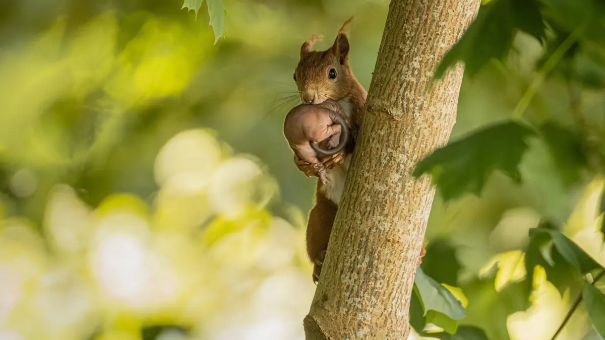 Eichhörnchen Illertissen Gutjahr Naturfotografie