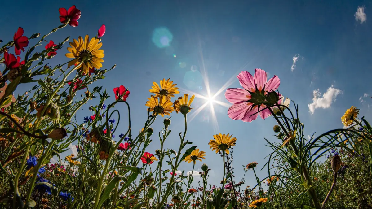 Sonne über dem Blühstreifen