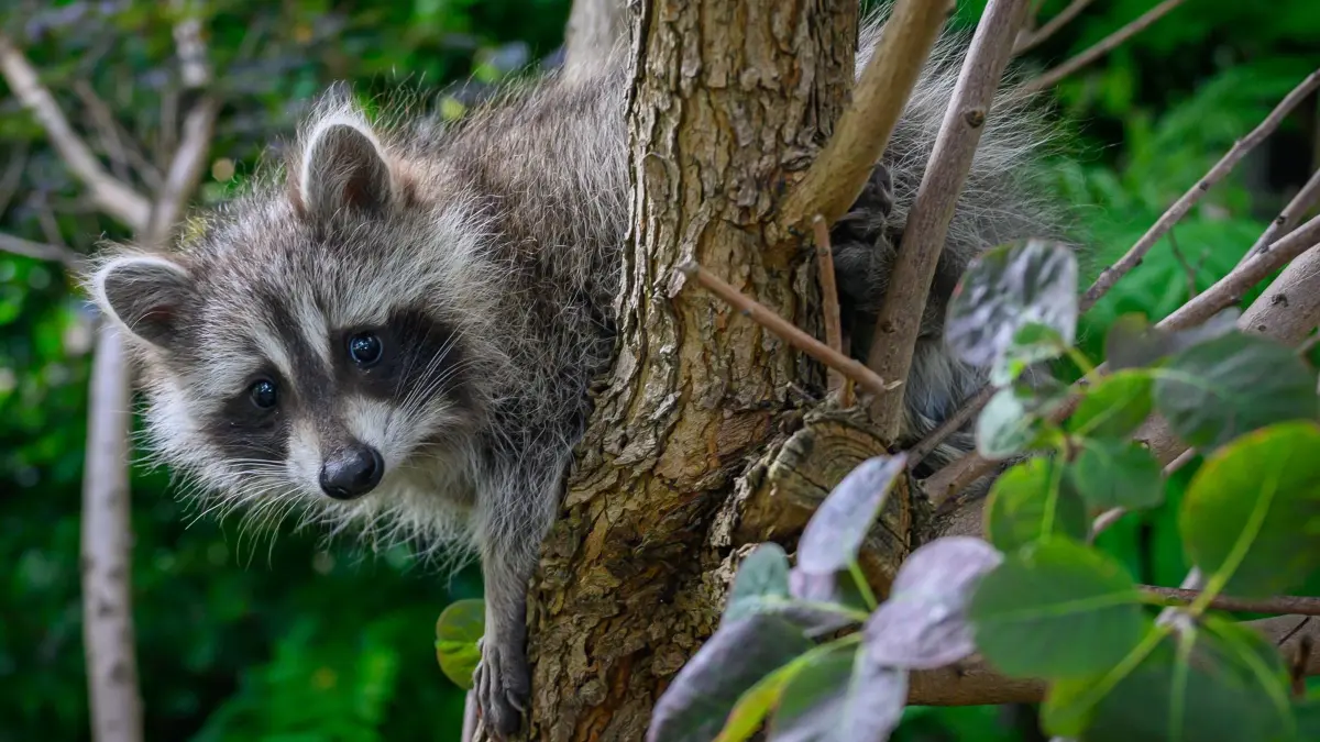 Waschbär: ARCHIV - 23.06.2024, Brandenburg, Sieversdorf: Ein noch junger Waschbär (Procyon lotor) blickt von einem Baum auf einem privaten Grundstück. (zu dpa: ««Leblose Katze» erweist sich als schlafender Waschbär») Foto: Patrick Pleul/dpa +++ dpa-Bildfunk +++