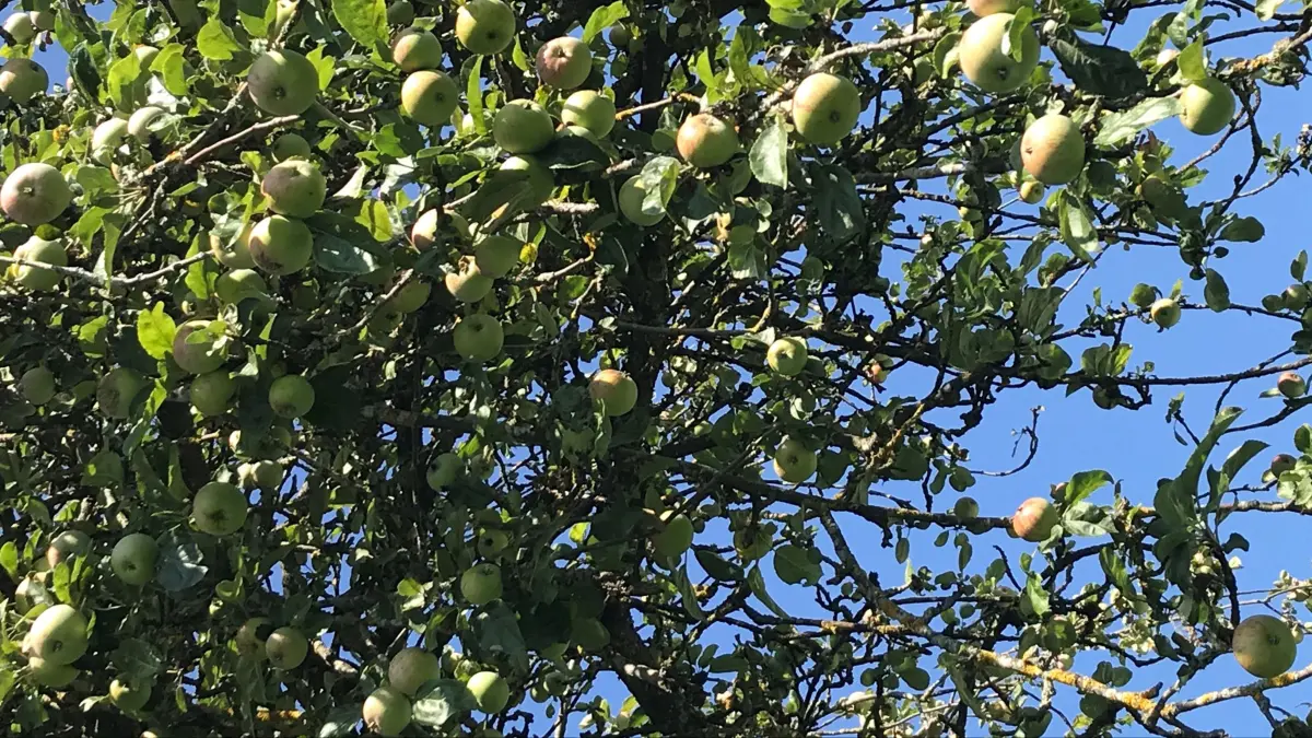 Noch sind sie grün, die Gewürzluiken an diesem Hochstamm. In einiger Zeit werden sie schön weinrot sein. Dass es wieder ach so viele sein werden, stimmt den Besitzer nicht unbedingt überglücklich, auch wenn es sich um eine begehrte, weil uralte Sorte handelt.
