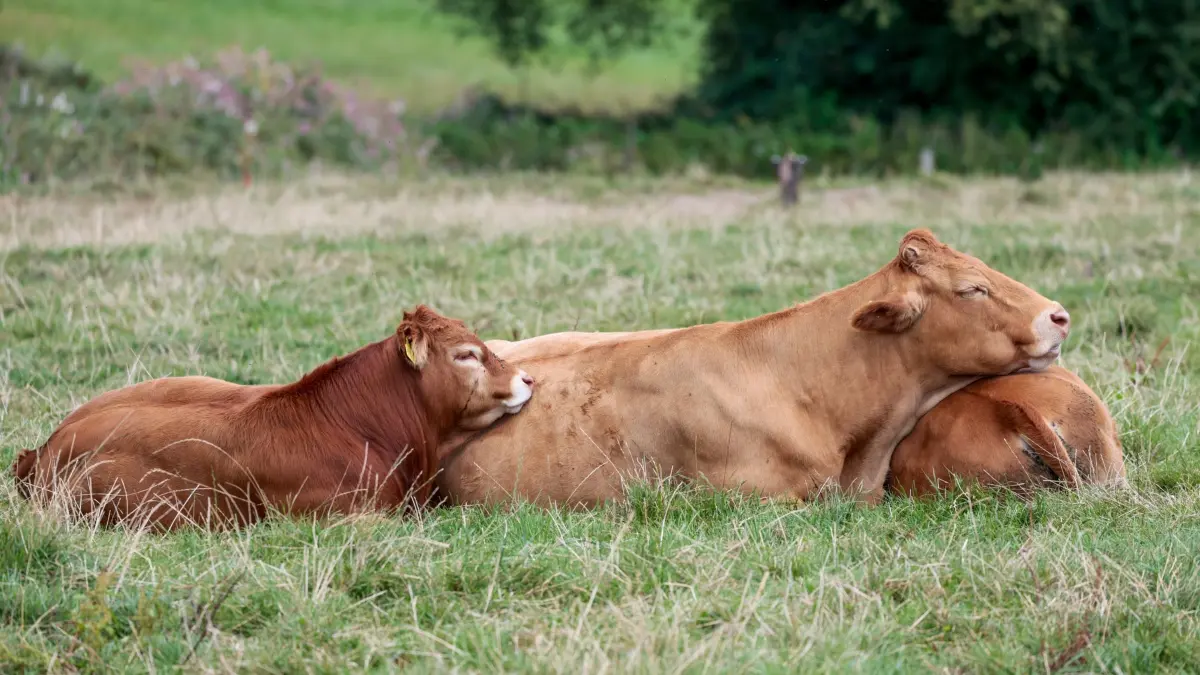 Wetterausblick zum Start in die neue Woche: 24.08.2025, Nordrhein-Westfalen, Oberpleis: Eine Kuh mit Kälbern liegt auf einem Feld. Foto: Thomas Banneyer/dpa +++ dpa-Bildfunk +++