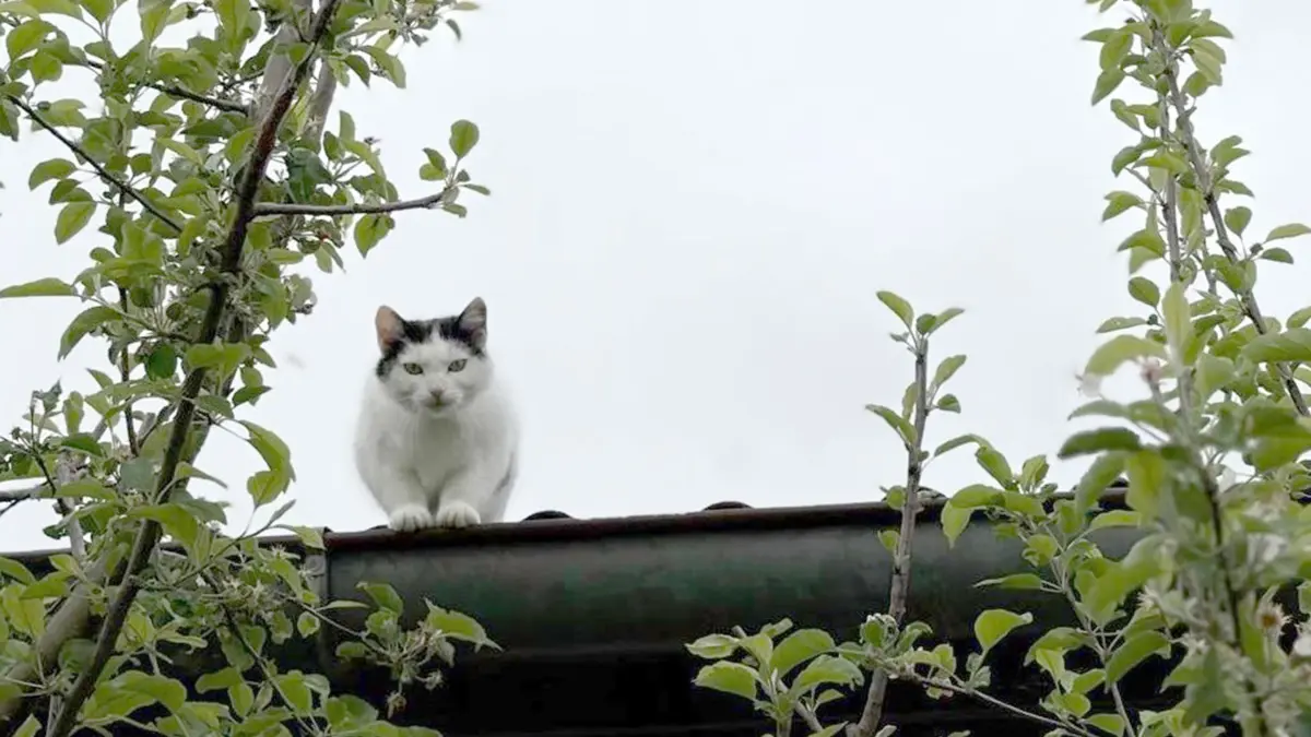 TV-Ausblick Arte - „Re: Jagd auf Katzen?“: HANDOUT - 14.08.2025, ---: Eine streunende Katze auf der Jagd in einer Szene der Arte-Reportage «Re: Jagd auf Katzen?» (undatierte Filmszene). Der Film wird am 04.09.2025 auf Arte ausgestrahlt. Foto: Kevin Köhrmann/ZDF/Arte/dpa - „ACHTUNG: Honorarfrei - Nur zur redaktionellen Verwendung im Zusammenhang mit einer Berichterstattung über die Sendung und nur mit vollständiger Nennung des vorstehenden Credits +++ dpa-Bildfunk +++