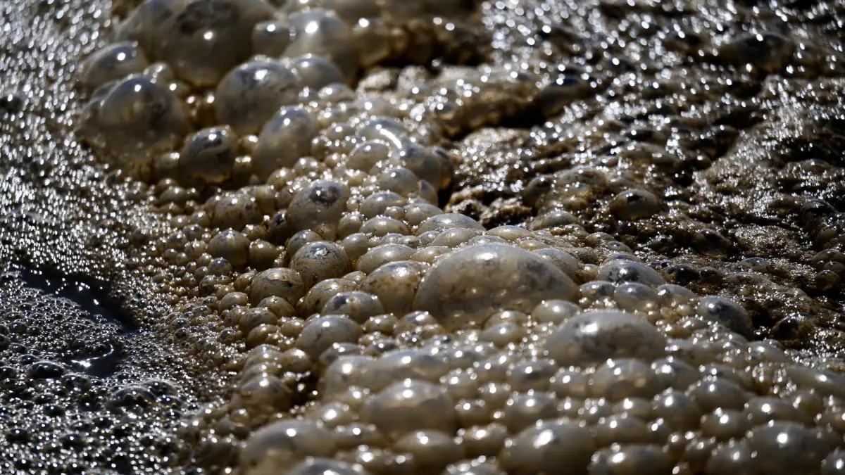 Abwasser: ARCHIV - 13.05.2025, Sachsen-Anhalt, Halle (Saale): Abwasser in einer Kläranlage (zu dpa: «Verbund entwickelt neues System zur Abwasserüberwachung») Foto: Hendrik Schmidt/dpa +++ dpa-Bildfunk +++