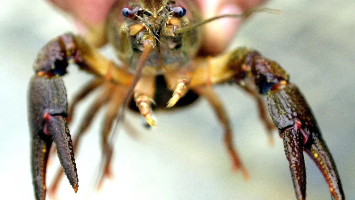 Eine Hand hält am Dienstag (19.08.2003) im Teichwirtschaftlichen Musterbetrieb des Bezirks Unterfranken in Maidbronn einen jungen Flusskrebs. Ausgewachsen erreichen diese Krebs eine Länge von bis zu 18 cm. Nachdem diese Krebsart im 19. Jahrhundert in Unterfranken durch eine Infektionskrankheit stark dezimiert wurde, soll nun der Fusskrebs in Unterfranken wieder heimisch werden. In Maidbronn werden die Tiere aufgezogen, und dann wieder in die Flüsse ausgesetzt. Ziel ist in zehn Jahren den Krebs wieder in alle geeigneten Gewässern zu verbreiten.Foto: Karl-Josef Hildenbrand dpa/lby +++ dpa-Bildfunk +++ Hier gibt es das aktuelle Wochenhoroskop für das Sternzeichen Krebs.