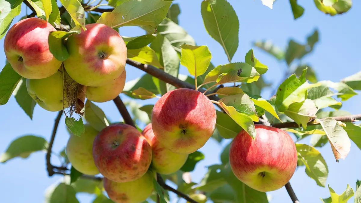 ARCHIV - 07.09.2022, Hessen, Frankfurt/Main: Reife Äpfel wie diese können auf einer Streuobstwiese gepflückt werden. (zu dpa: «Land rührt Werbetrommel für bedrohtes Streuobst») Foto: Sebastian Gollnow/dpa +++ dpa-Bildfunk +++