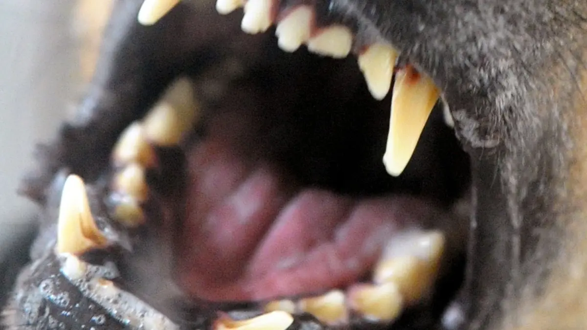 Hund fletscht die Zähne: SYMBOLBILD - 11.08.2010, Berlin: Ein Hund bellt und fletscht die Zähne, aufgenommen in einem Tierheim. (zu dpa: «Chirurg fordert bessern Schutz für Kinder vor Hundebissen») Foto: Soeren Stache/dpa-Zentralbild/dpa +++ dpa-Bildfunk +++