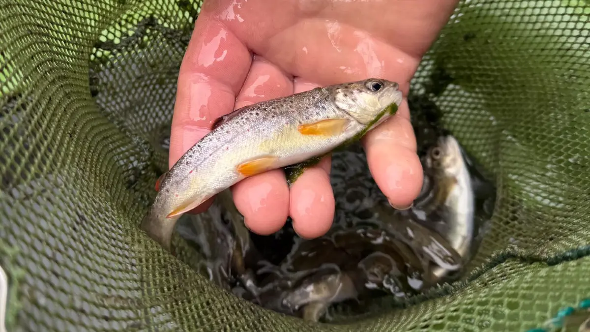 12.000 Fische werden umgesiedelt: HANDOUT - 11.09.2025, Schweiz, Lago di Livigno: Ein Helfer hält eine kleine Bachforelle in der Hand. Rund 12.000 Fische werden im Schweizer Kanton Graubünden aus dem Fluss Spöl umgesiedelt, damit das teils verseuchte Flussbett saniert werden kann. Foto: Hans Lozza/Schweizerischer Nationalpark/dpa - ACHTUNG: Nur zur redaktionellen Verwendung im Zusammenhang mit der aktuellen Berichterstattung und nur mit vollständiger Nennung des vorstehenden Credits +++ dpa-Bildfunk +++