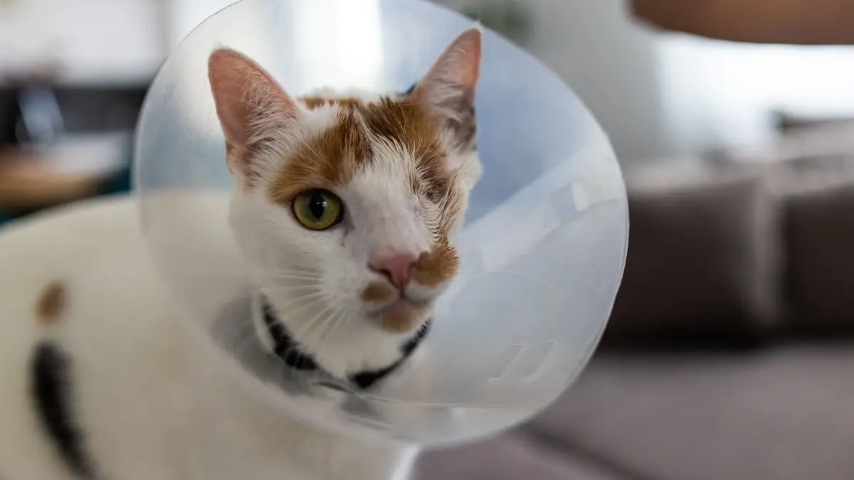Katze Maja: 09.09.2025, Baden-Württemberg, Rheinau: Die Katze Maja trägt einen Kratzschutz und sitzt auf dem Sofa ihrer Besitzer Jens Böttcher und Angelina Kiesner. Maja verlor durch einen Schuss ein Auge. (zu dpa: «Nach Schuss auf Katze: «Man hat immer ein mulmiges Gefühl»») Foto: Philipp von Ditfurth/dpa +++ dpa-Bildfunk +++