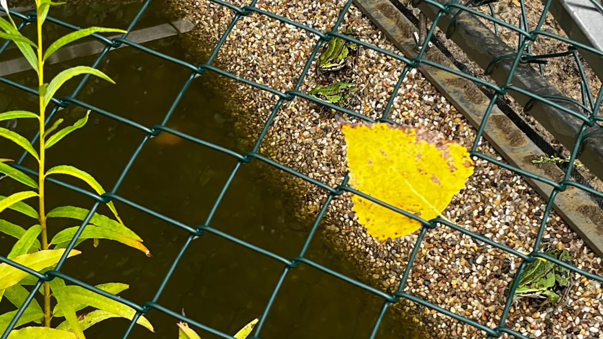 Amphibien Frösche Frosch Listhof Markwasen Reutlingen Biotop Biotopvernetzung Trittsteinbiotop Wanderhilfen