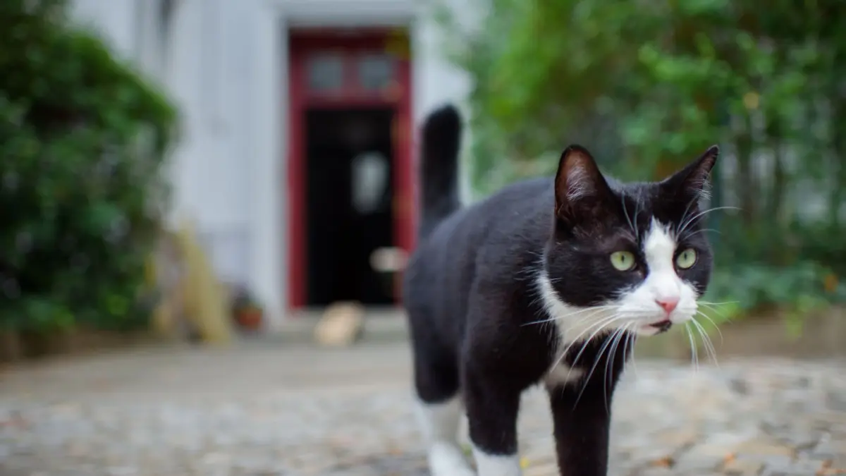 Kastrationspflicht für freilaufende Katzen?