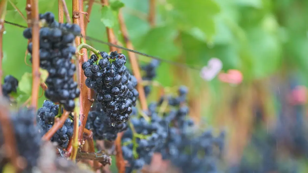 Regen an der Ahr - Wetter: ARCHIV - 09.09.2025, Rheinland-Pfalz, Dernau: Rotweintrauben hängen im strömenden Regen an einem Weinstock am Rotwein-Wanderweg bei Dernau. (zu dpa: «Stürmische Böen und Schauer – Wetter wechselhaft») Foto: Thomas Frey/dpa +++ dpa-Bildfunk +++