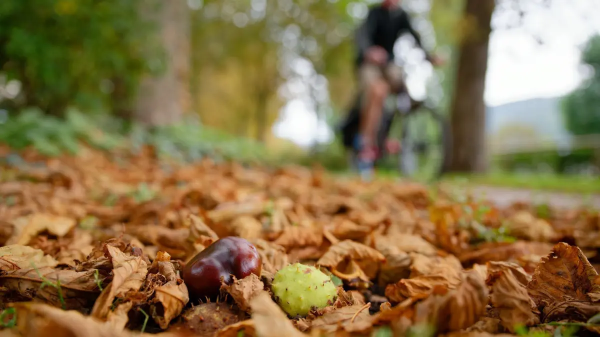 Wetter in Baden-Württemberg: 16.09.2025, Baden-Württemberg, Heidelberg: Ein Radfahrer fährt hinter herbstlich verfärbtem Laub über einen Radweg. Foto: Uwe Anspach/dpa +++ dpa-Bildfunk +++