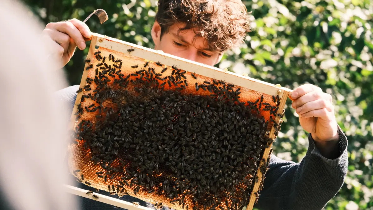 Mehrwert-Tour der SÜDWEST PRESSE: Wie Paul Lukhaub seine Bienen als ...