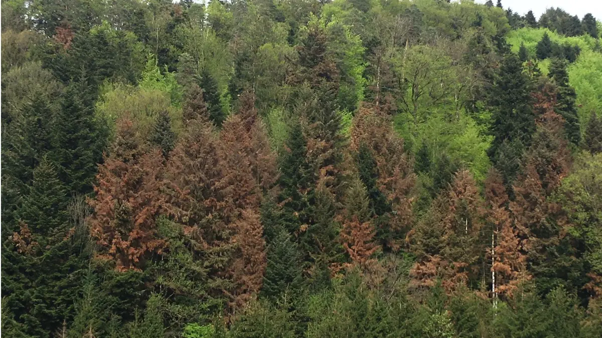 Wald