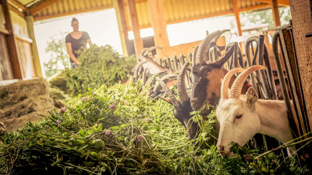 Die Ziegen in Winterlingen-Harthausen brauchen zur Ernährung vor allem Grüngut von der Weide.
