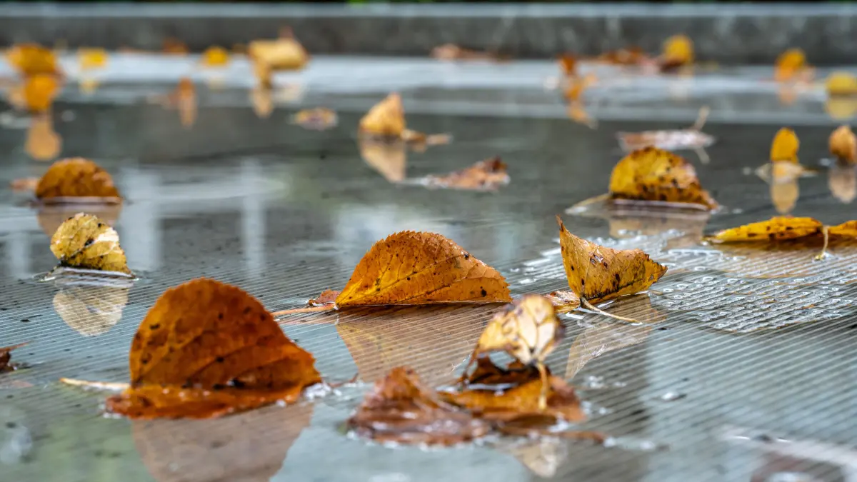 Schmuck Herbst Laub Herbstlaub Wetter Regen
