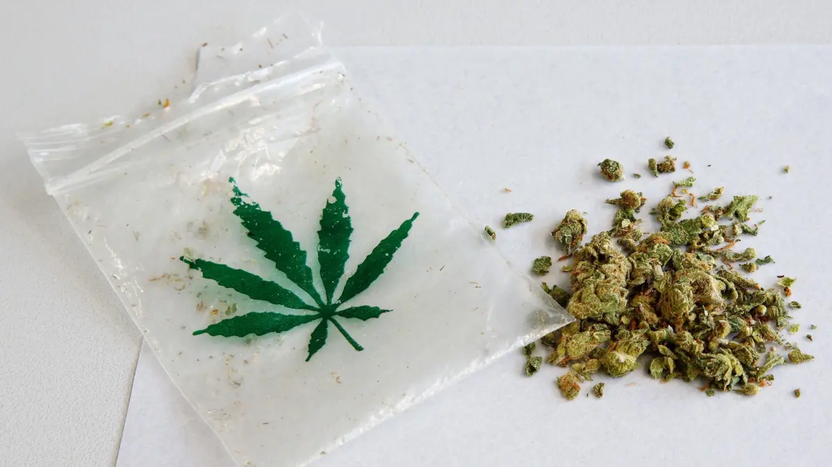 Erster Bericht zur Evaluation von Cannabisgesetz wird vorgestellt: Cannabisblueten im Kriminaltechnischen Institut des Landeskriminalamtes Berlin (Foto vom 31.08.2017). Rund anderthalb Jahre nach der Teillegalisierung von Cannabis wird am 29.09.2025 ein erster Evaluationsbericht zu der gesetzlichen Cannabis - Regelung, mit dem Schwerpunkt Kinder- und Jugendschutz sowie erlaubte Besitzmengen und Abgabemengen durch Cannabis-Clubs, vorgestellt. Experten von den Universitaetskliniken Hamburg-Eppendorf und Duesseldorf und der Universitaet Tuebingen praesentieren den Bericht in Berlin. Er soll Aufschluss darueber geben, ob Aenderungen an dem Gesetz notwendig sind. Seit April 2024 sind Anbau, Besitz und Konsum von Cannabis in Deutschland teilweise legal. Das Gesetz definiert dabei unter anderem die erlaubten Mengen. Inzwischen wurden bundesweit mehr als 300 Cannabis-Clubs genehmigt. (Siehe epd-Meldung vom 29.09.2025)