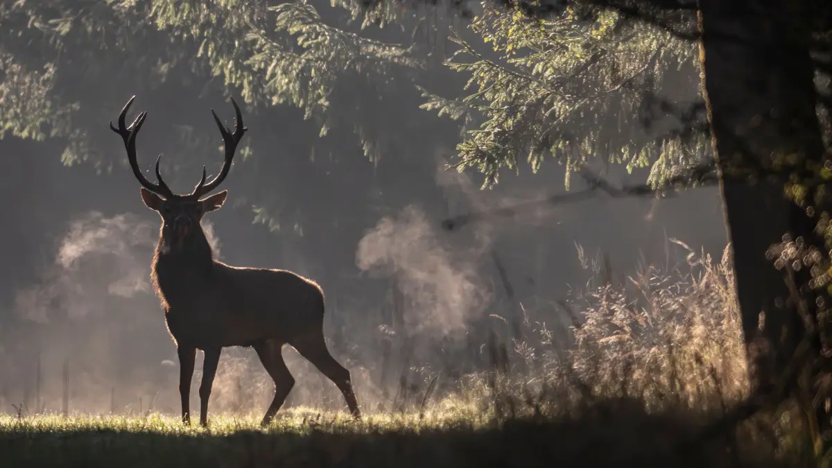 Hirsch im Wald