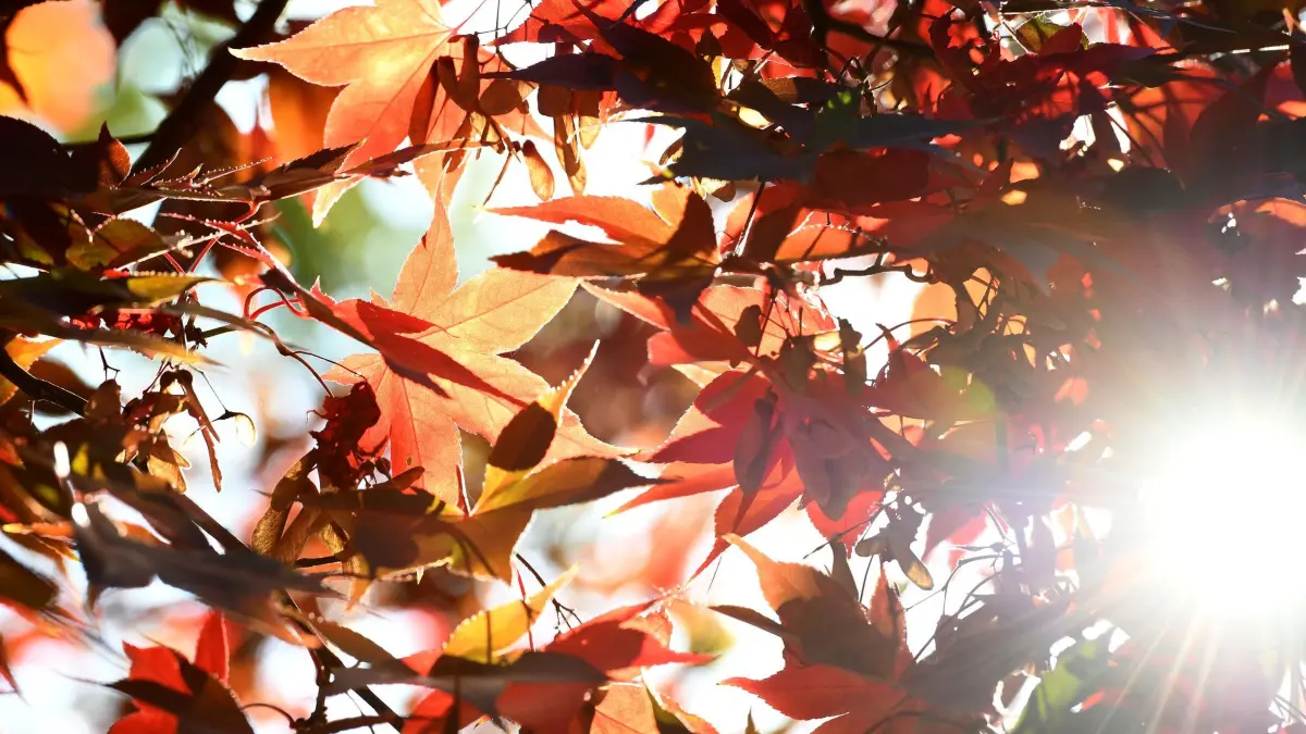 Sonnenschein im Herbst: ARCHIV - 31.10.2020, Nordrhein-Westfalen, Gelsenkirchen: Die Sonne scheint durch die roten Blätter eines Ahornbaumes. Ab Sonntag soll sich das Wetter in NRW wieder verschlechtern und es soll dann regnen. (zu dpa: «Morgens erster Frost im Bergland - tagsüber Sonnenschein») Foto: Caroline Seidel/dpa +++ dpa-Bildfunk +++