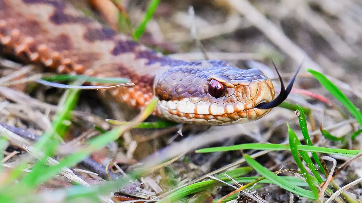 Kreuzotter: PRODUKTION - 20.09.2025, Niedersachsen, Schneverdingen: Eine giftige Schlange Kreuzotter (Vipera berus) schlängelt sich durch das Pietzmoor im Naturschutzgebiet Lüneburger Heide. Die in Deutschland stark gefährdete Kreuzotter ist eine von zwei in Deutschland vorkommenden Giftschlangenarten. (zu dpa: «Weniger Kreuzotterbisse: Warum die Giftschlange verschwindet») Foto: Julian Stratenschulte/dpa +++ dpa-Bildfunk +++