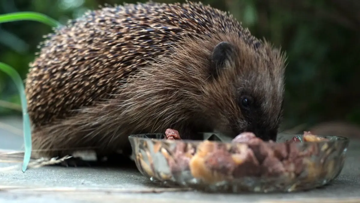 Igel frisst aus einer Schale im Garten: ARCHIV - Katzenfutter serviert in einer flachen Schale ist für Igel eine willkommene Mahlzeit. (zu dpa: «3 Tipps: Igeln durch den Winter helfen») Foto: Peter Steffen/dpa/dpa-tmn - Honorarfrei nur für Bezieher des dpa-Themendienstes +++ dpa-Themendienst +++