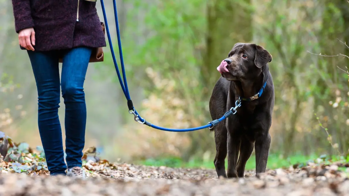 Hundesteuer ist wichtige Einnahmequelle für Kommunen: ARCHIV - 26.03.2019, Niedersachsen, Hannover: Eine Frau geht mit ihrem Hund spazieren. (zu dpa: «Hundesteuer bringt erstmals mehr als 20 Millionen im Norden») Foto: Christophe Gateau/dpa +++ dpa-Bildfunk +++