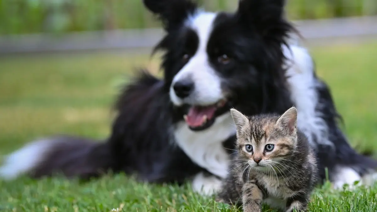 Hund und Katze: ARCHIV - Ein Herz und eine Seele? Mit Geduld und Gelassenheit kann die Zusammenführung von Hund und Katze funktionieren. (zu dpa: «WG mit Hindernissen: So klappt’s mit Hund und Katz») Foto: Patrick Pleul/dpa - Honorarfrei nur für Bezieher des dpa-Themendienstes +++ dpa-Themendienst +++