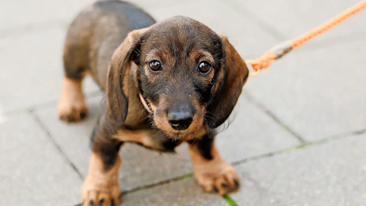 ARCHIV - 02.06.2023, Nordrhein-Westfalen, Münster: Der Dackel ·Emma· steht auf einem Gehweg. Noch nie haben die Kommunen so viel Geld mit Hunden verdient wie im vergangenen Jahr. Wie das Statistische Bundesamt anlässlich des Welthundetags am 10. Oktober mitteilte, nahmen die öffentlichen Kassen 2022 rund 414 Millionen Euro aus der Hundesteuer ein. (zu dpa: «Des Menschen bester Freund - und der von Kommunen: Hundesteuer steigt») Foto: Friso Gentsch/dpa +++ dpa-Bildfunk +++