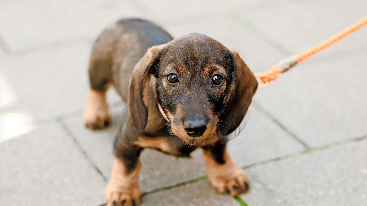 ARCHIV - 02.06.2023, Nordrhein-Westfalen, Münster: Der Dackel ·Emma· steht auf einem Gehweg. Noch nie haben die Kommunen so viel Geld mit Hunden verdient wie im vergangenen Jahr. Wie das Statistische Bundesamt anlässlich des Welthundetags am 10. Oktober mitteilte, nahmen die öffentlichen Kassen 2022 rund 414 Millionen Euro aus der Hundesteuer ein. (zu dpa: «Des Menschen bester Freund - und der von Kommunen: Hundesteuer steigt») Foto: Friso Gentsch/dpa +++ dpa-Bildfunk +++