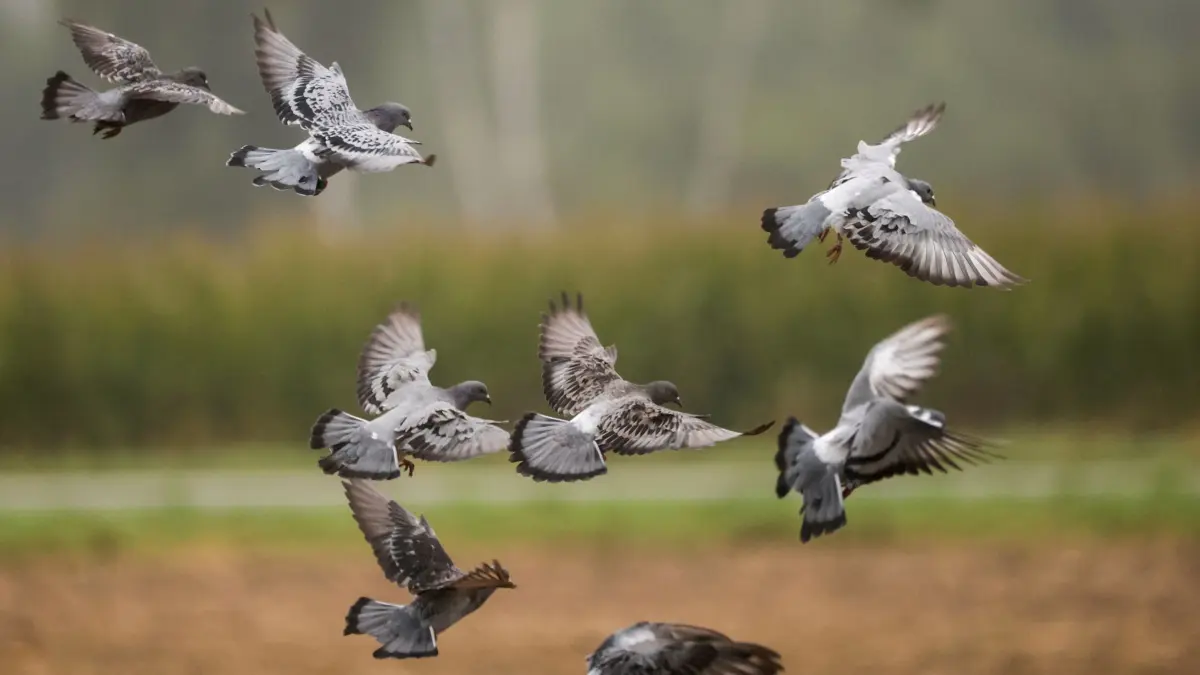 28.09.2025, Baden-Württemberg, Bad Schussenried: Tauben fliegen über ein abgeerntetes Maisfeld Foto: Thomas Warnack/dpa +++ dpa-Bildfunk +++