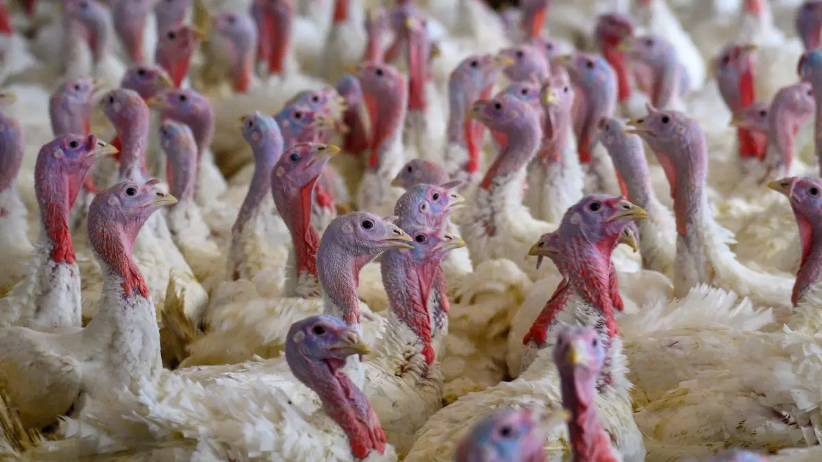 Putenmast: ARCHIV - 01.11.2023, Sachsen-Anhalt, Roxförde: Puter, auch Truthähne genannt, stehen im in einem Stall der "Altmärkischen Putenmast". In einem anderen Putenmastbetrieb im Landkreis Cloppenburg ist die Geflügelpest ausgebrochen. (zu dpa: «20.500 Puten nach Geflügelpest-Ausbruch getötet») Foto: Klaus-Dietmar Gabbert/dpa +++ dpa-Bildfunk +++